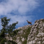 Gams beim Aufstieg Brennerin über Brennerriesen-Steig